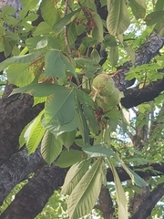 Aesculus hippocastanum
