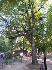 Aesculus hippocastanum