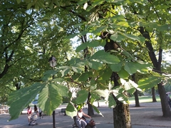 Aesculus hippocastanum