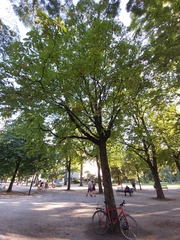 Aesculus hippocastanum