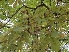 Aesculus hippocastanum