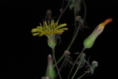 Youngia thunbergiana