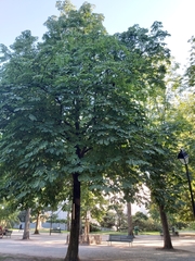 Aesculus hippocastanum