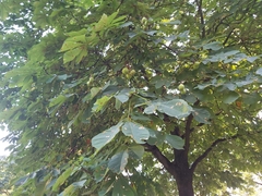 Aesculus hippocastanum
