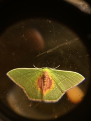 Nemoria astraea
