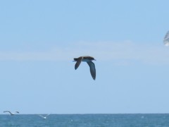 Puffinus mauretanicus