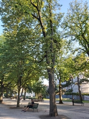 Quercus robur