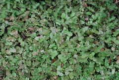 Youngia thunbergiana