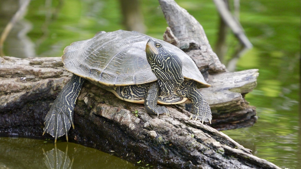 Northern Map Turtle in July 2019 by tinacoop · iNaturalist