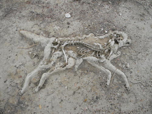 Coyote photographed in Wyoming