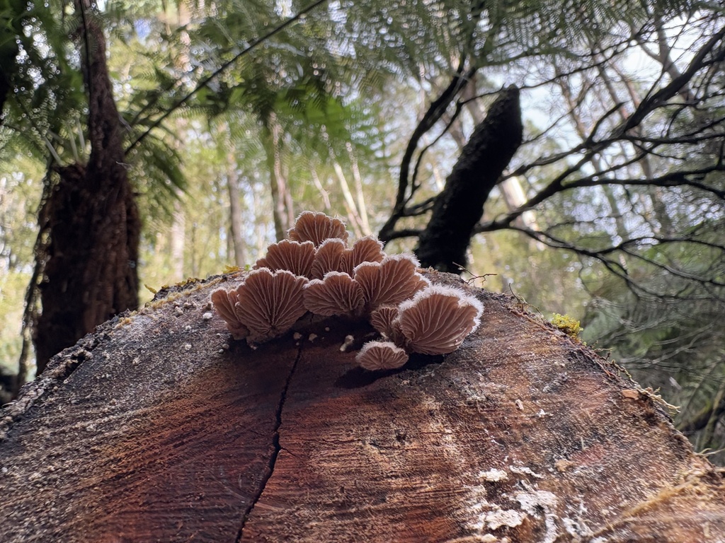 Schizophyllum commune · April 2025 · photo: © mycotopia21 (iNaturalist, cc-by)