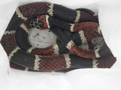 Rhinobothryum bovallii