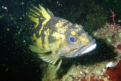 Sebastes chrysomelas