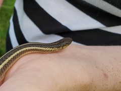 Thamnophis butleri