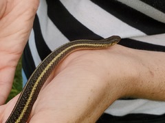 Thamnophis butleri