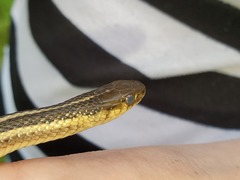 Thamnophis butleri