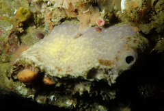 Calliostoma gloriosum