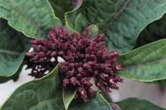 Clerodendrum quadriloculare