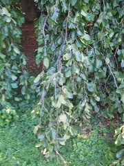 Fagus sylvatica