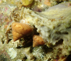 Calliostoma gloriosum