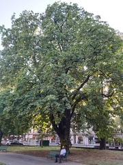 Aesculus hippocastanum