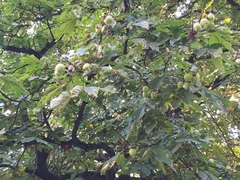 Aesculus hippocastanum