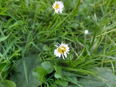 Bellis perennis