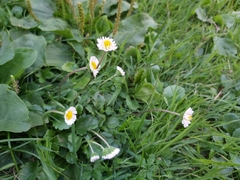 Bellis perennis