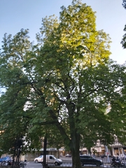 Aesculus hippocastanum