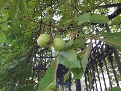 Aesculus hippocastanum