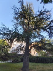 Cedrus