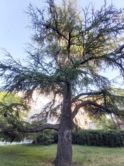 Cedrus
