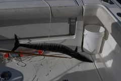 Acanthocybium solandri