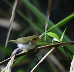 Abroscopus albogularis