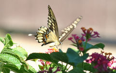 Heraclides cresphontes