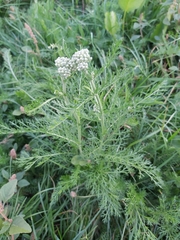 Achillea millefolium