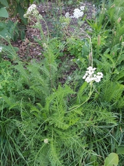 Achillea millefolium
