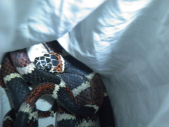 Rhinobothryum bovallii