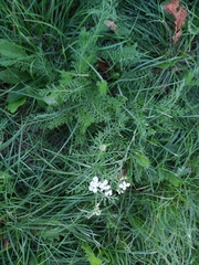 Achillea millefolium