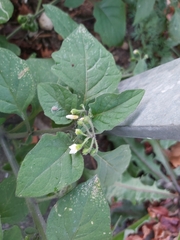 Solanum nigrum