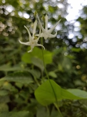 Rytidostylis gracilis