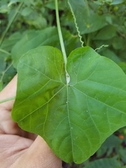 Rytidostylis gracilis