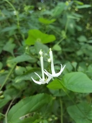 Rytidostylis gracilis