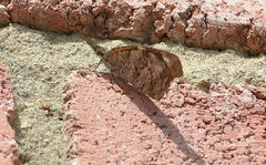 Libytheana carinenta