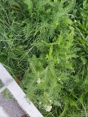 Achillea millefolium