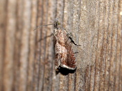 Dichrorampha acuminatana