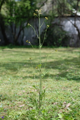 Youngia thunbergiana