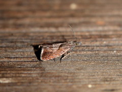 Dichrorampha acuminatana