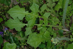 Youngia thunbergiana