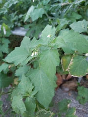 Solanum nigrum